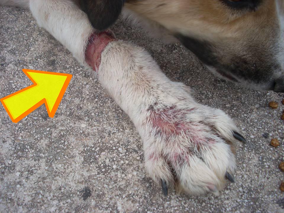 Πέρδικα Θεσπρωτίας: Βρήκε τον σκύλο ακινητοποιήμενο σε παγίδα για αλεπούδες!